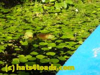 /home//u458753944/public_html/sourcegallery//Frogs/More bullfrogs/P7261258.JPG